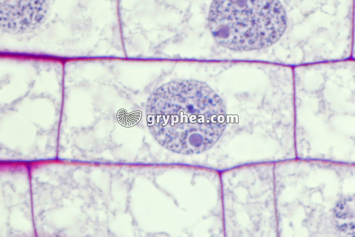 Racine de Blé - Cellule végétale en cours de division (mitose) :cellule-mère en  interphase x150 - gryphea.com